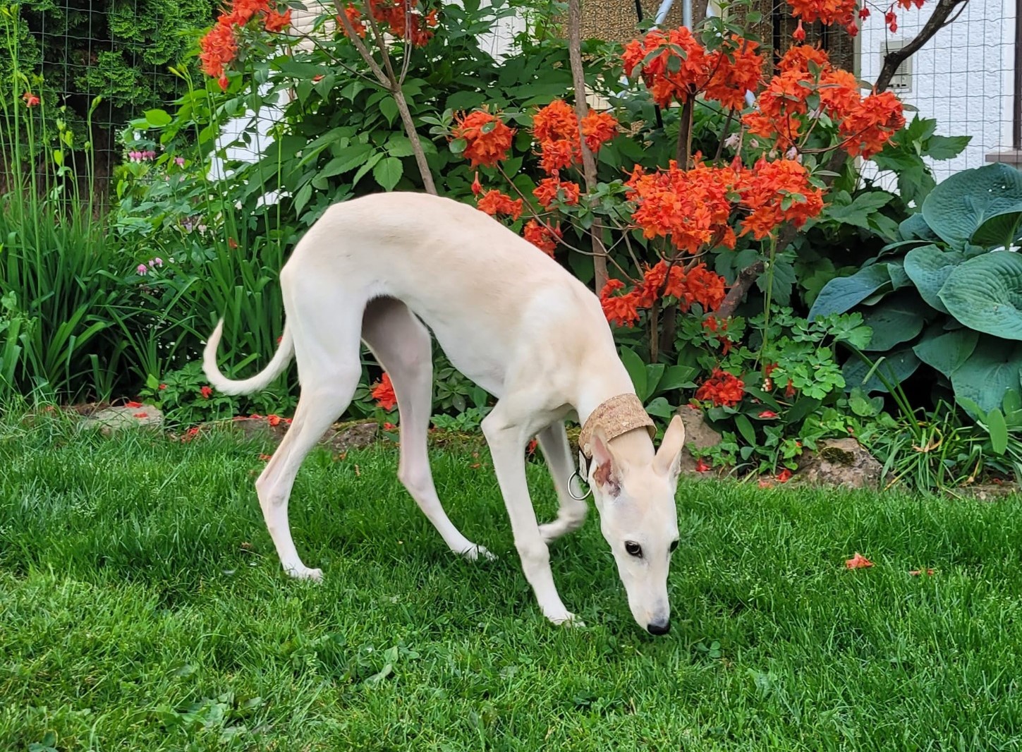 Update zu unserem kleinen Chortaj-Mädchen Mira….